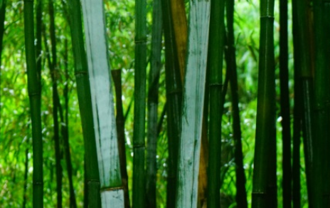 粉单竹长什么样子？有哪些形态特征呢？
