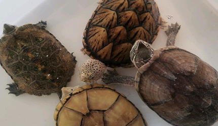 在自然界的生物中，迷你麝香龟对于水质有要求吗？