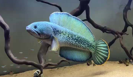 在自然界的生物中，人们养雷龙鱼需要注意哪些要点？