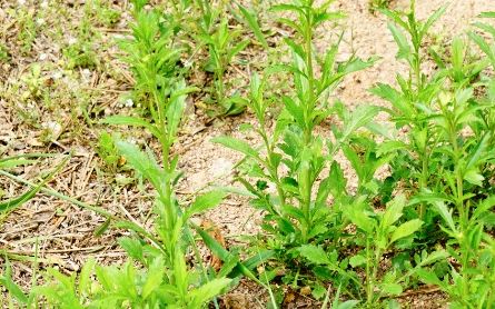 北美独行菜长什么样子？都有哪些形态特征呢？
