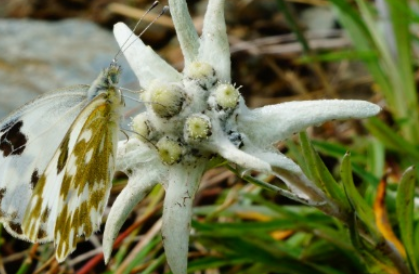 绢茸火绒草长什么样子？都有哪些形态特征呢？