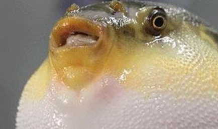 在自然界的生物中，动物有着哪十大特殊繁殖方式？