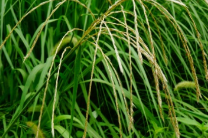 荻草属于什么品种？又有哪些生长的习性呢？