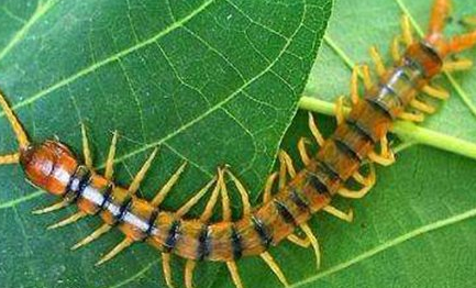 在自然界的所有生物中，为什么说蜈蚣都要怕鸡三分？
