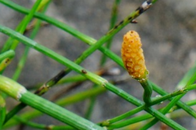 节节草的生长习性是什么？有哪些药用价值？
