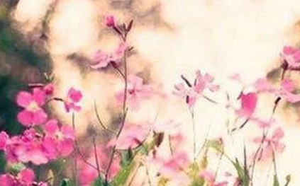 《踏莎行·春暮》的原文是什么？这首词该如何赏析呢？