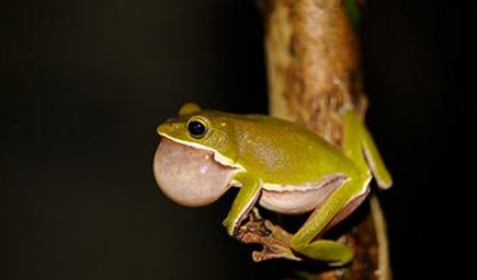 在世界上的动植物当中，诸罗树蛙有着怎样的价值？