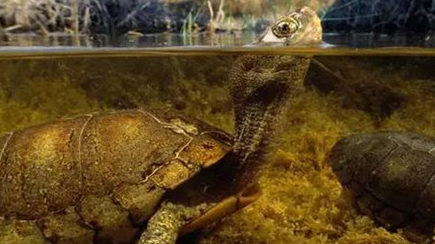 在自然界中，沼泽箱龟有着怎样的生活习性与特征？