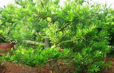 在世界上的动植物当中，兰屿罗汉松喜欢怎样的生存环境？