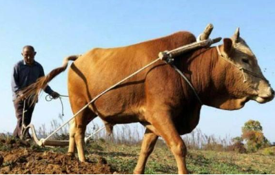 揭秘：唐朝和宋朝时期牛的地位分别如何？