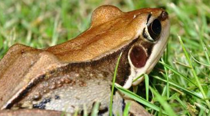 在自然界的生物中，沼蛙为什么会喜欢夜间活动？