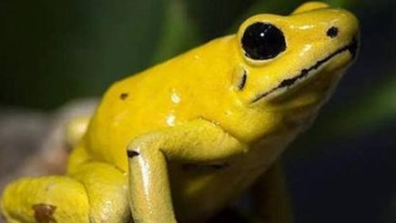 在自然界的生物中，黄金箭毒蛙的毒液究竟有多强？