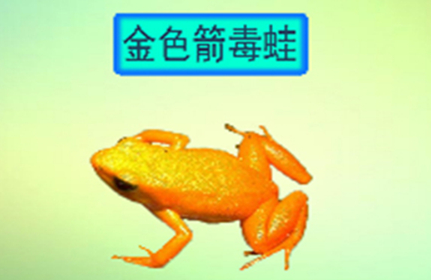 金色箭毒蛙：喜潮湿环境，毒性是所有箭毒蛙的20倍