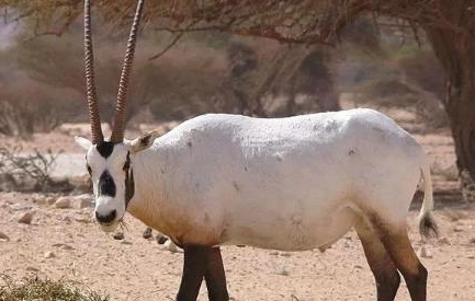 在自然界的生物中，苍羚有着怎样的生活习性与特征？