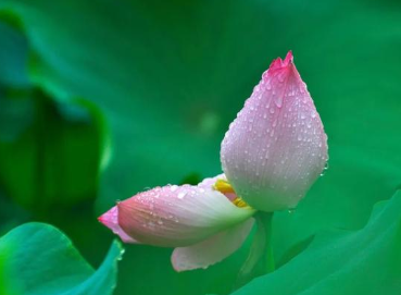 古代文人墨客是如何描述荷花的？蕴含怎样的深意？