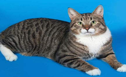 在自然界的所有生物中，以斑猫的性情会偷袭家禽吗？