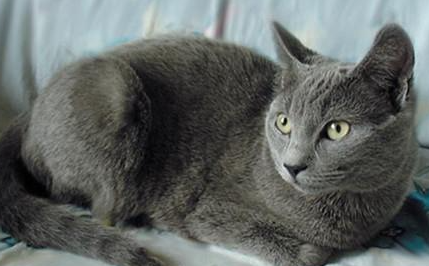 夏特尔猫有哪些形态特征？一般都分布在哪里呢？