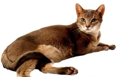 阿比西尼亚猫有哪些生活习性呢？需要怎样的饲养环境？