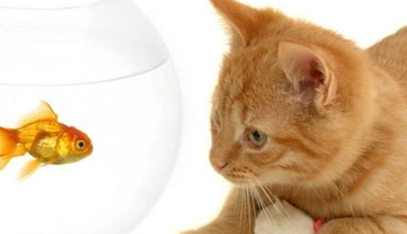 索马里猫有哪些形态特征？一般都分布在哪里呢？