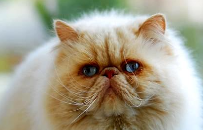 加菲猫有哪些生活习性呢？它和波斯猫有什么区别呢?