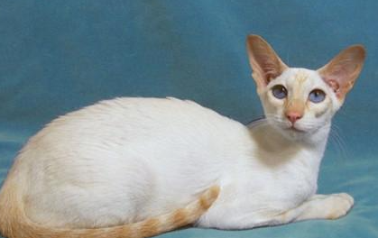 重点色短毛猫属于什么品种？都有哪些喂食的要点呢？