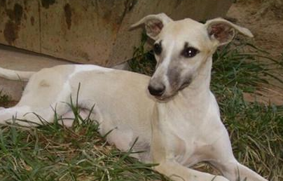 惠比特犬有哪些形态特征？需要如何养护呢？