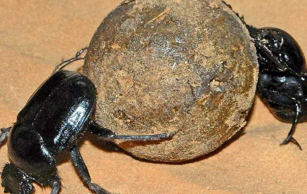 在自然界的所有生物中，关于屎壳郎的天敌究竟有哪些？