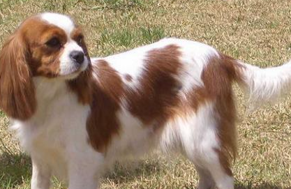 查理士王小猎犬属于什么品种？喂养时需要注意什么？