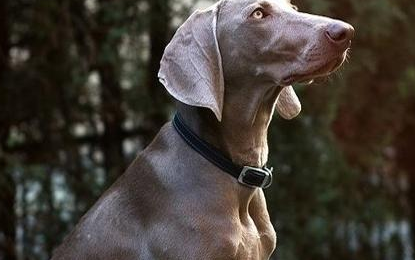 威玛猎犬有哪些形态特征？需要如何养护呢？