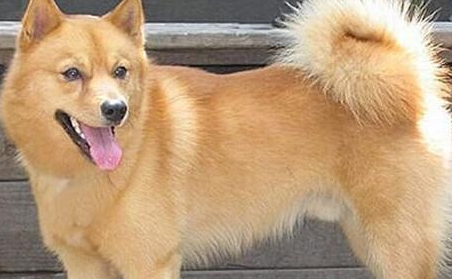 芬兰猎犬有哪些生活习性呢？性格特点是怎样的？