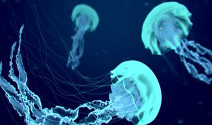 在自然界的生物中，关于莫森水母有着怎样的争议？