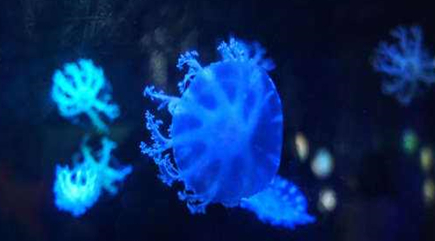 在自然界的生物中，人们被雪花水母蜇了该如何处理？