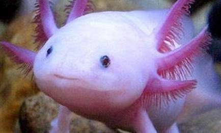 在自然界的生物中，为什么说六角恐龙鱼会认主人？