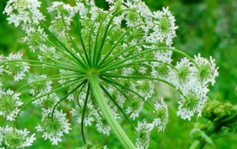 独活植物形态特征图片