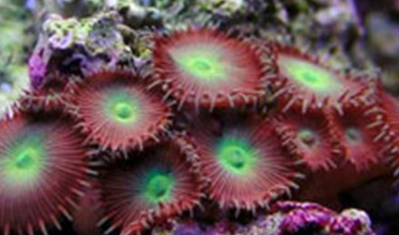 在自然界的生物中，最不起眼的10大最毒动物是什么？