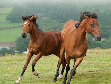 宋朝军队为什么会缺战马？为什么不多养马呢？