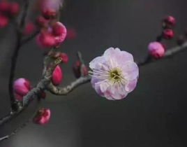 北宋词人周邦彦《花犯·小石梅花》原文、译文及赏析