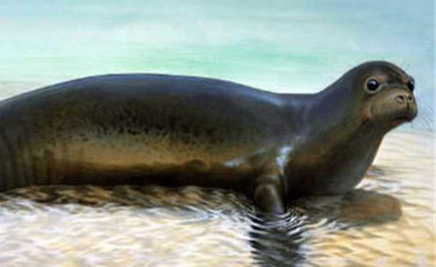 在世界上的动植物当中，加勒比僧海豹为何现存数量较少？