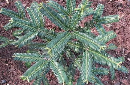 在世界上的动植物当中，贡山三尖杉有着怎样的价值？
