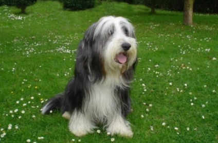 长须牧羊犬：也称高地牧羊犬，寿命12-13年