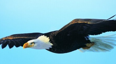 鸟类之最盘点：世界上十大鸟类排行榜揭秘