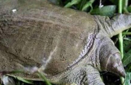 在自然界的生物中，山瑞鳖为何会处于一种濒危的状态？