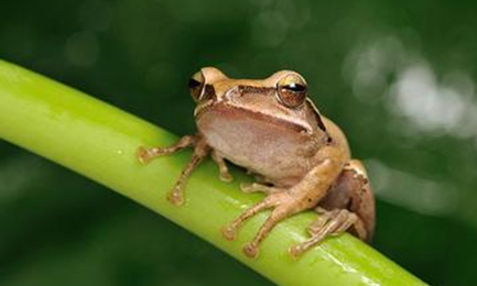 在自然界的生物中，斑腿泛树蛙有着怎样的生活习性？