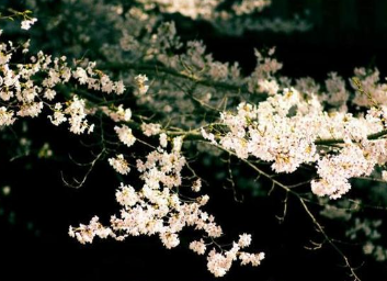《落花》李商隐闲居时所作，以细腻的笔触抒发心中忧愁