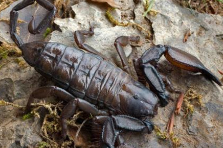 在自然界的生物中，扁石蝎为什么不能吃高脂肪食物？