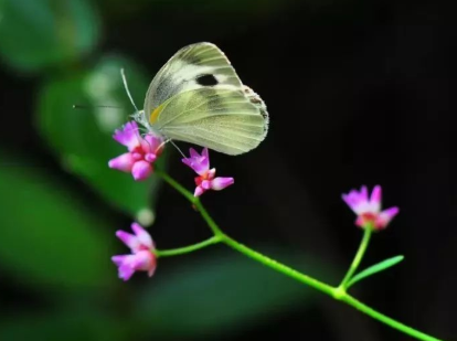 苏轼的经典写景词：赏析《蝶恋花·春景》