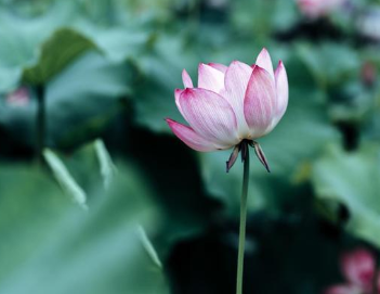 贺知章在86岁时下下三首诗，一种清脱之气浩然长存