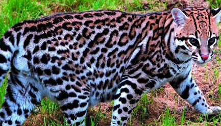 在自然界的生物中，关于北美猎豹的存在有怎样的争议？