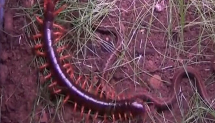 在自然界的生物中，多棘巨蜈蚣有怎样的生活习性与特征？