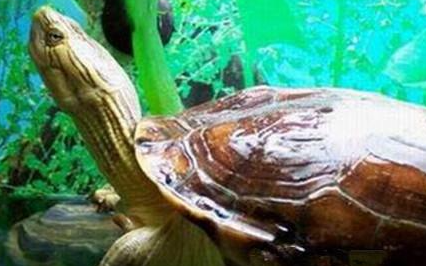 缺颌花龟有哪些形态特征？一般都分布在哪里呢？